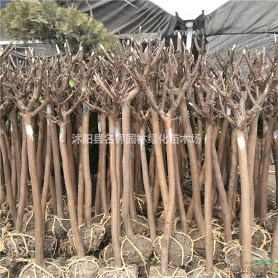 沭陽縣廣漢園林苗木場 優(yōu)質(zhì)苗木的綠色產(chǎn)業(yè)基地