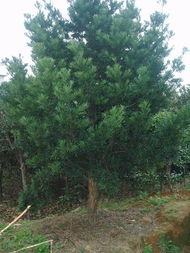 花木與苗木產(chǎn)品展示 探索全球花木網(wǎng)的精彩世界