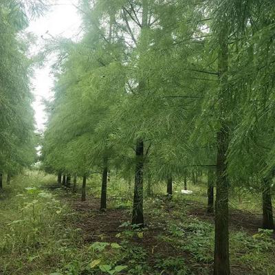 池杉基地報價及苗木產品圖片全覽