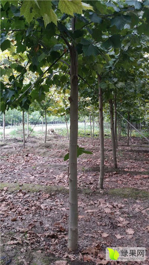 2020年綠化苗木價格行情走勢分析與展望