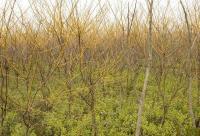 苗木基地常年供應國槐、法桐、欒樹、櫻花等優質園林綠化苗木